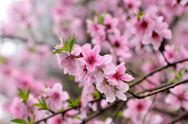 trang-tri-tet-cua-hang