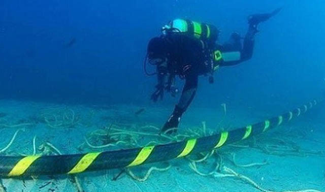 Cá mập cắn cáp 2022