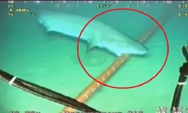 Cá mập cắn cáp 2022