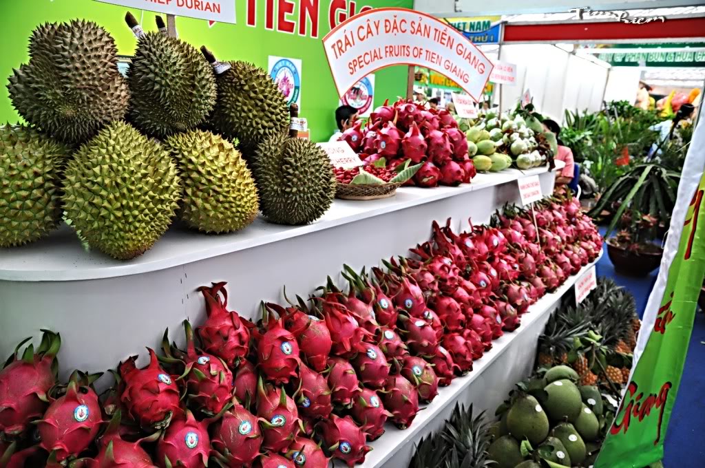 thiet ke website tien giang