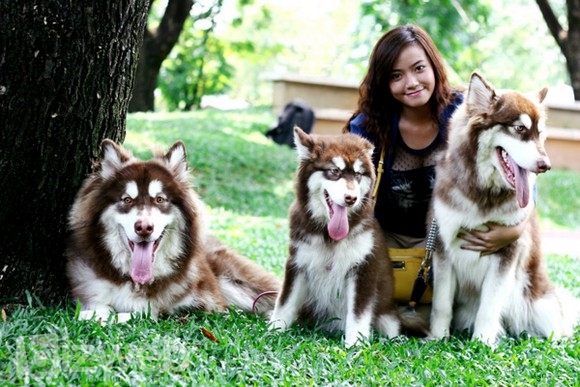 Thiết kế website thú cưng - kinh doanh online từ trái tim đến trái tim 1