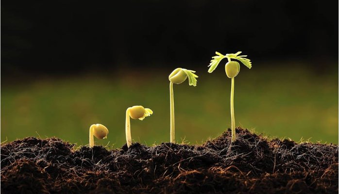 tool-seeding-con-dao-hai-luoi-va-cach-seeding-hieu-qua-khi-chay-quang-cao-facebook-1